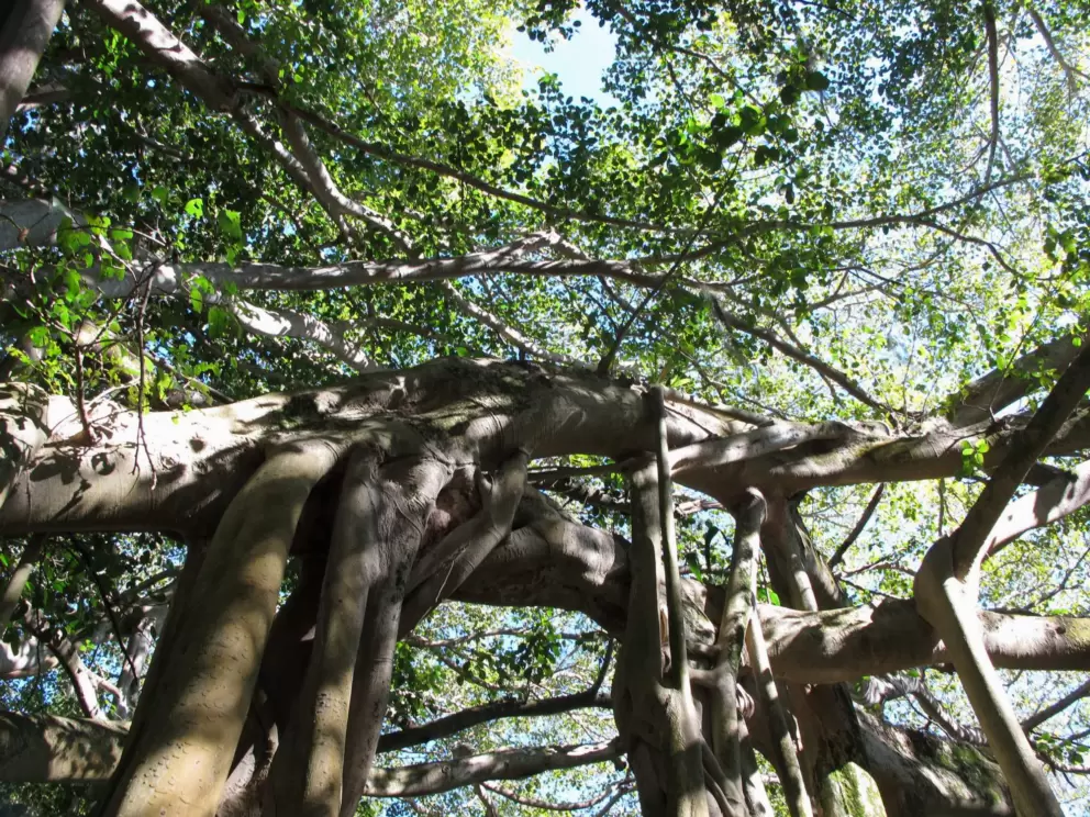 The amazing branches of the banyan tree.