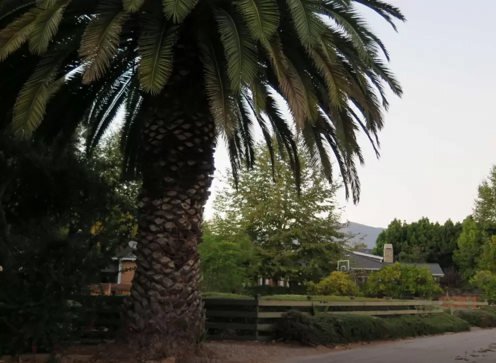 Where the bike path goes through a pretty neighborhood, by Nogal Street.