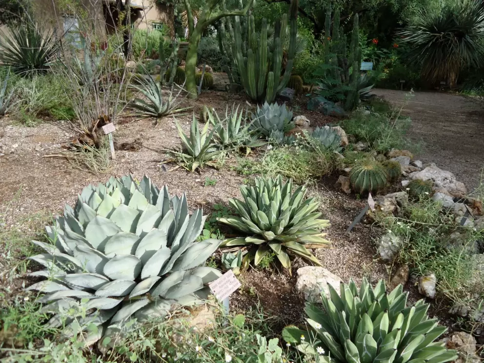 Artichoke agave.