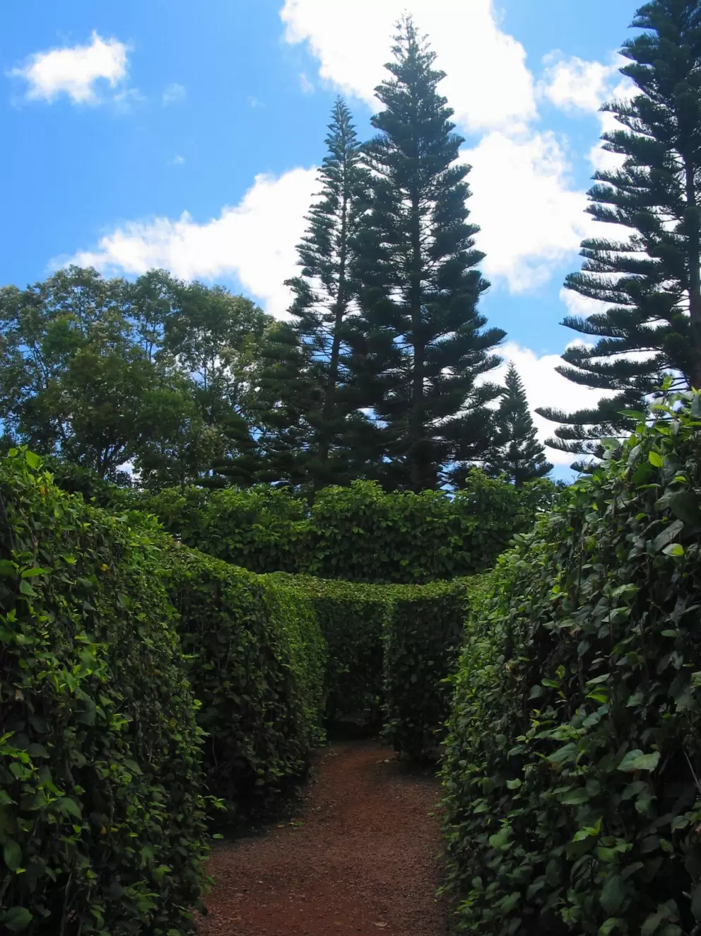 Bushes throughout the main part of the maze are 8 feet high.