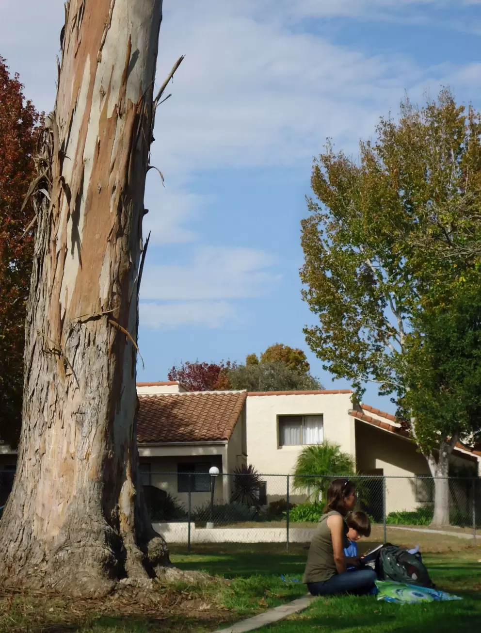 Mother and son sit under a eucalyptus tree to do homework.