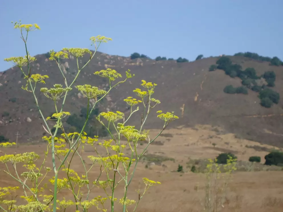 Wildflowers and mountain.
