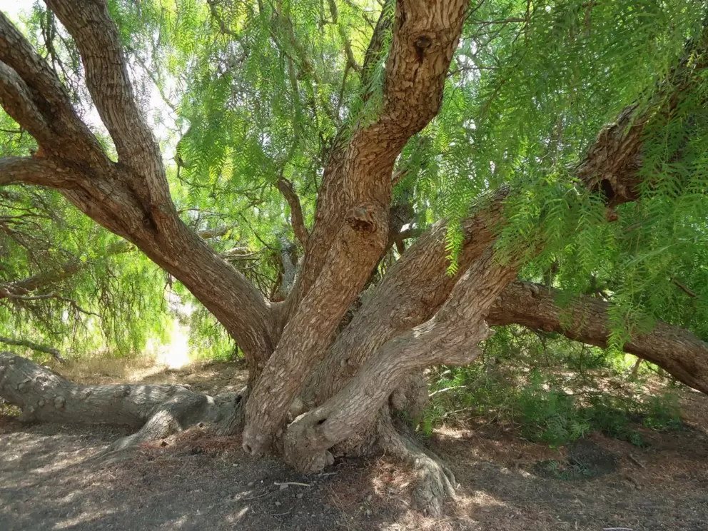 One of few trees that makes a second of shade.