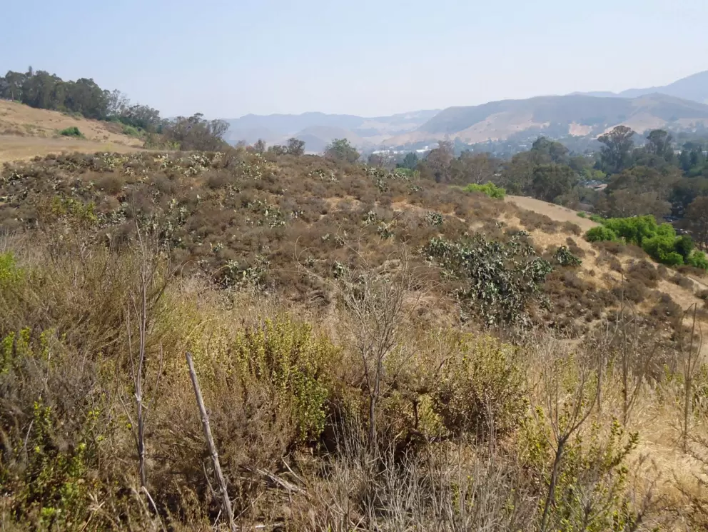 Hillside covered in cactus.