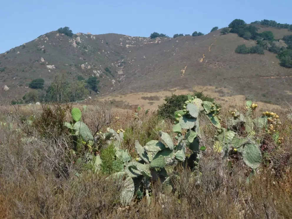 Flowering cactus plant.