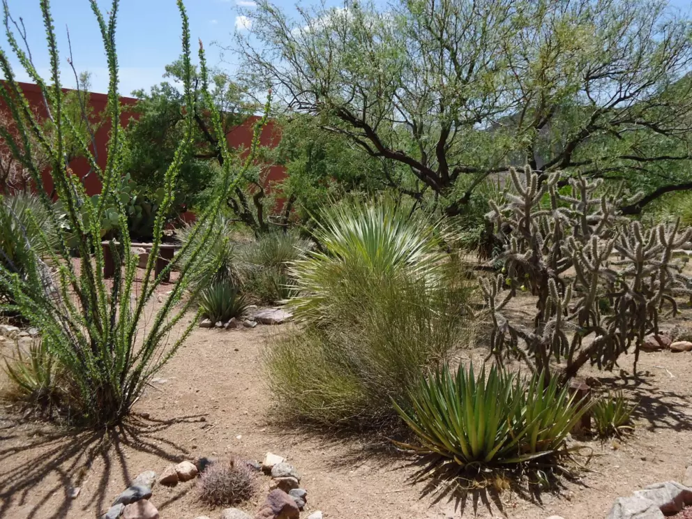 The beautiful cactus garden out front.
