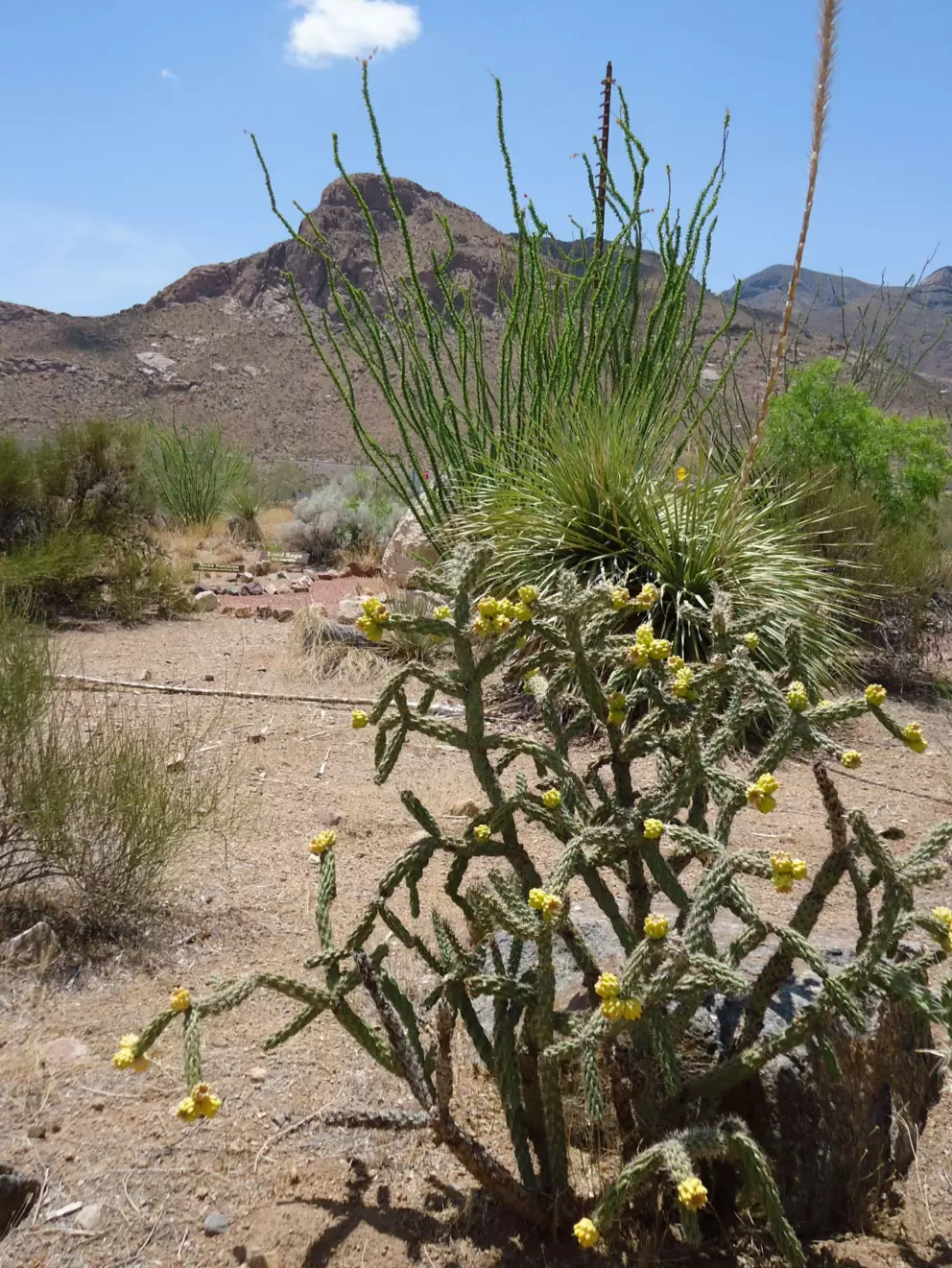 Mountain views and flowering cactus.
