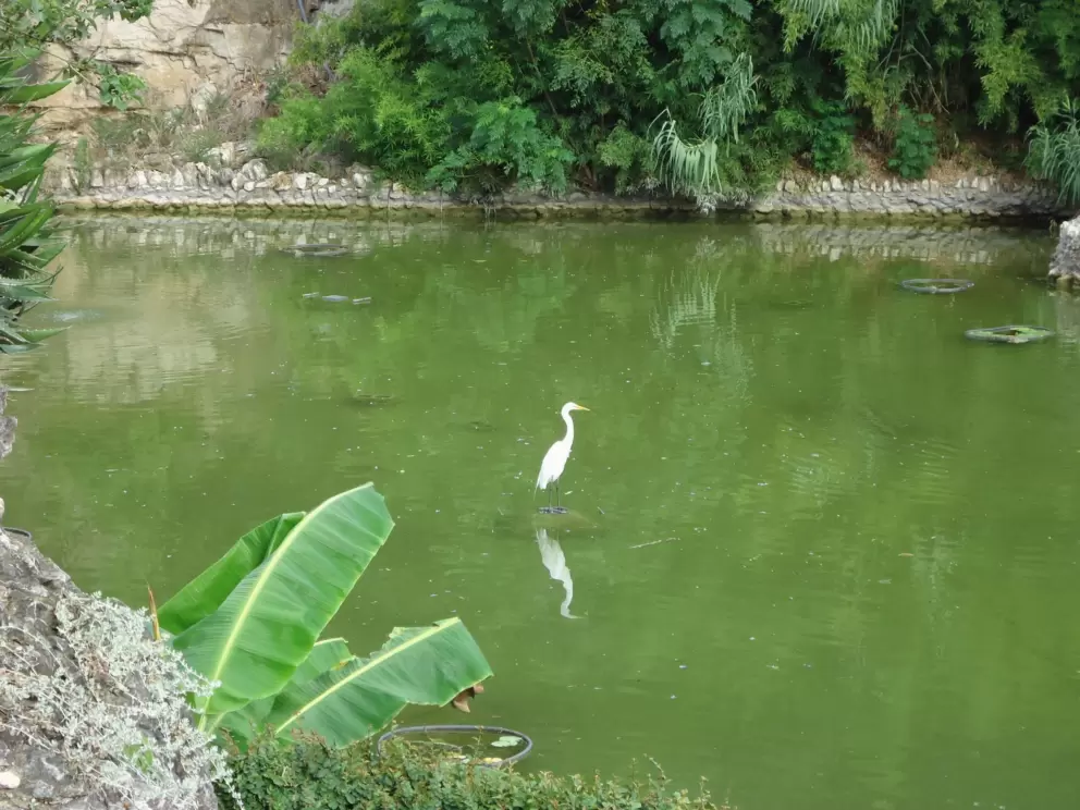 A white egret.