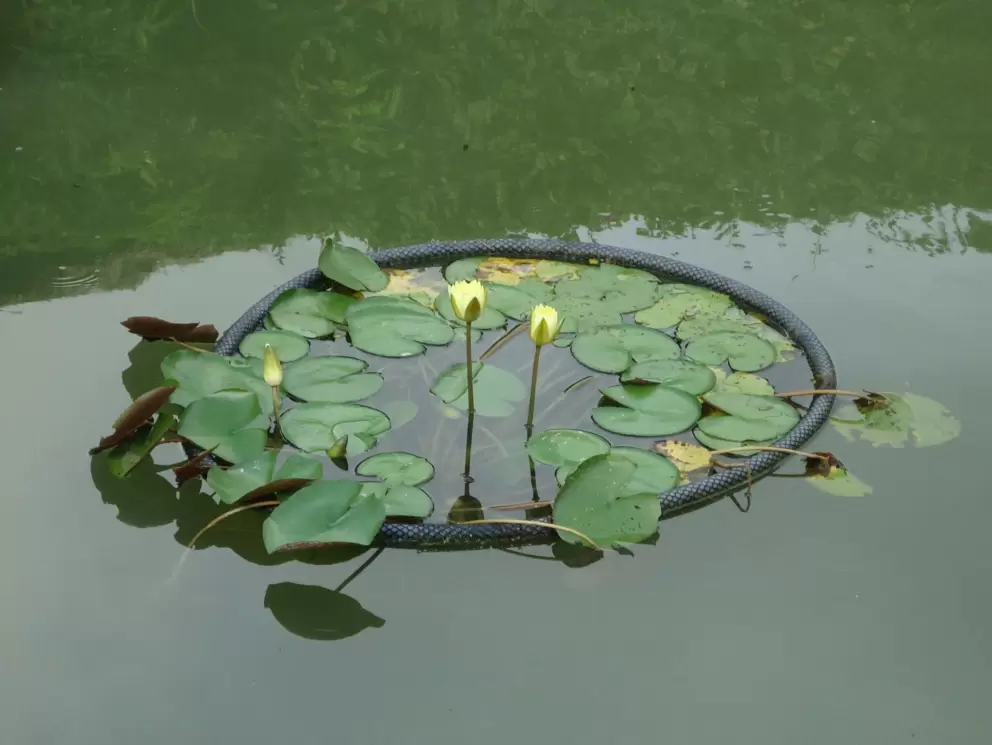 Water lilies.