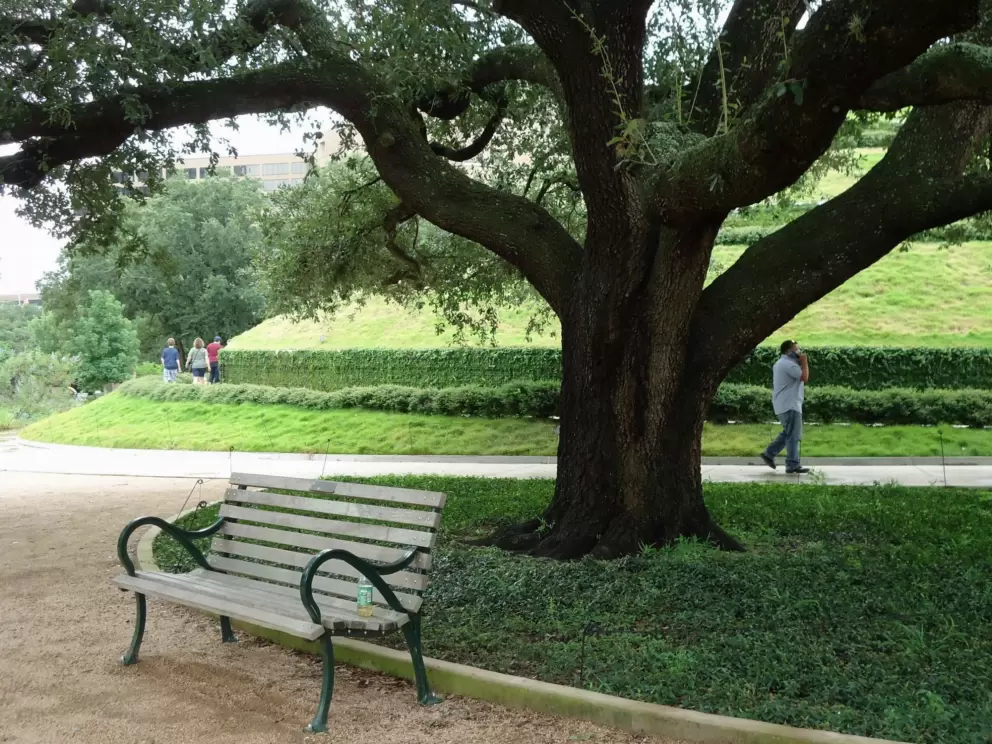 Bench under an oak tree.