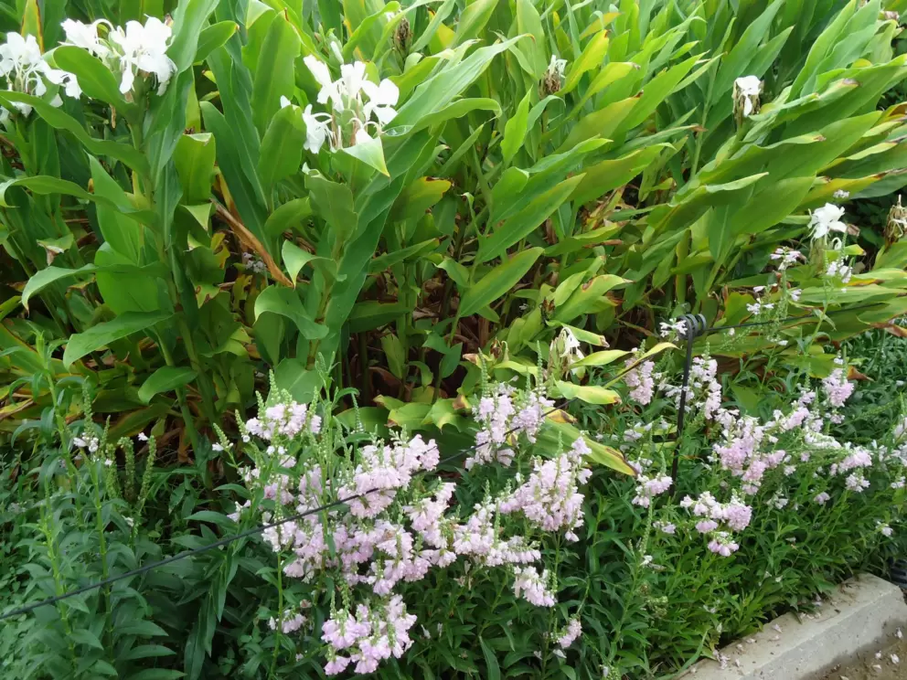 Delicate flowers.