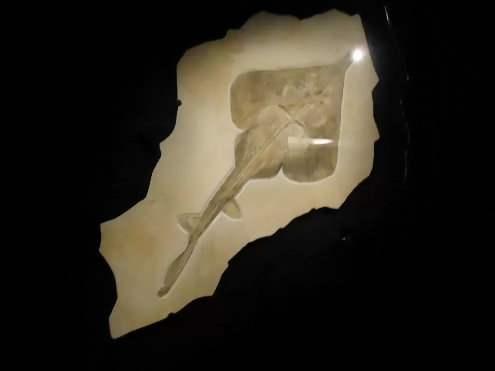 Ancient ray fossil- huge!