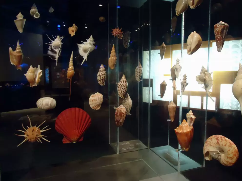 The shell collection is beautifully displayed.
