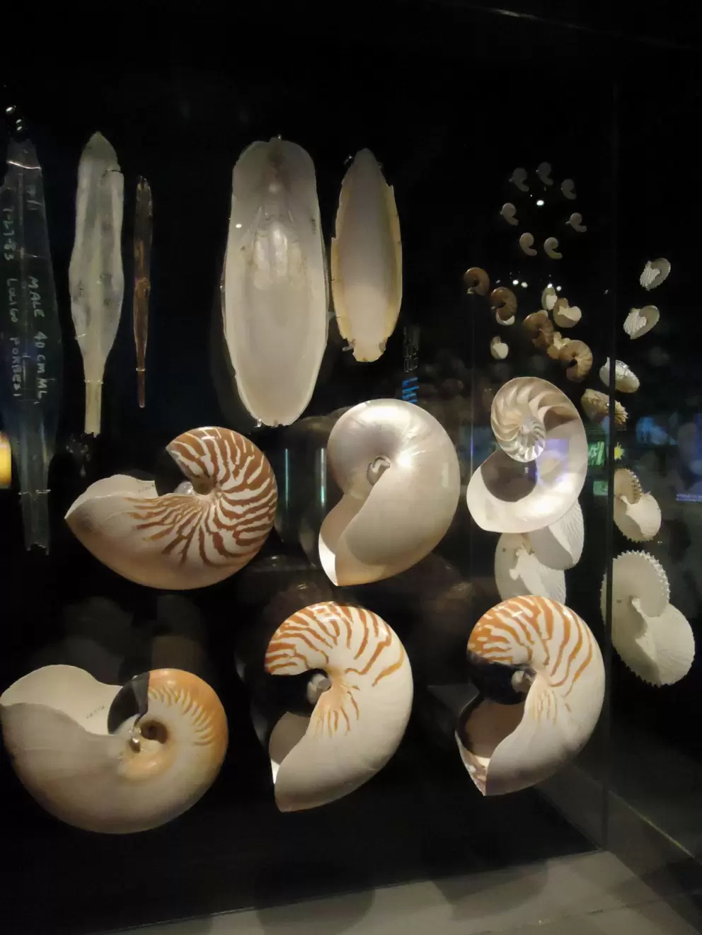 Beautiful nautilus shells.