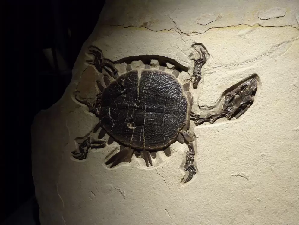 Turtle fossil with crocodile bite mark, from Wyoming USA.