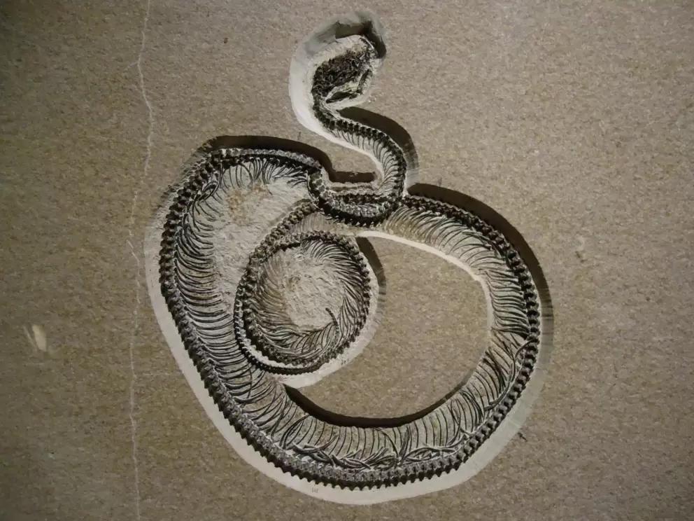 Python fossil from Wyoming.