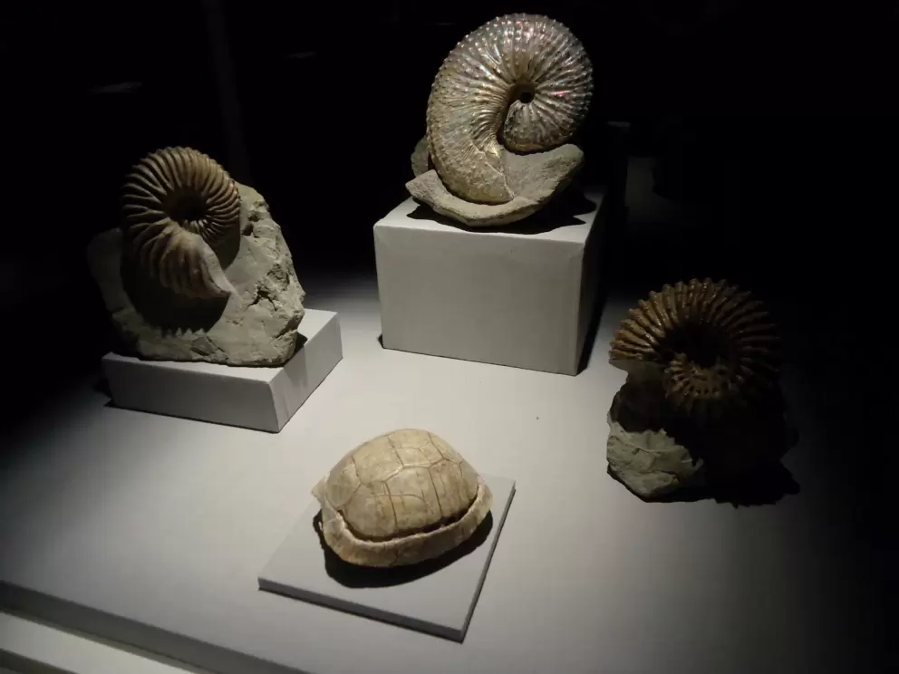 Ammonite from France.