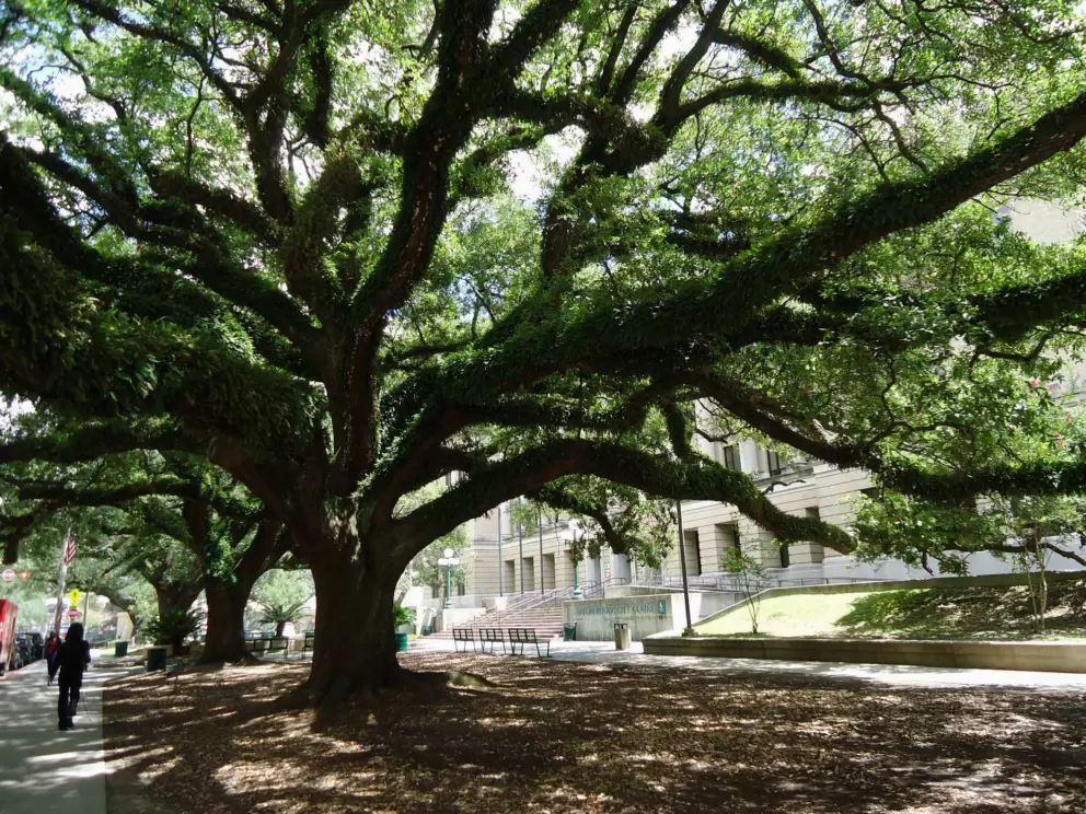 Incredibly oak trees wrapped in vines, near the City Court building.