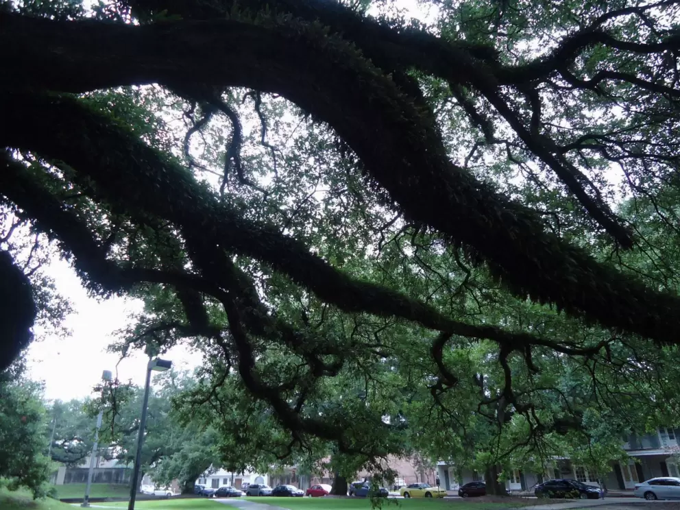 Incredible oak branches.