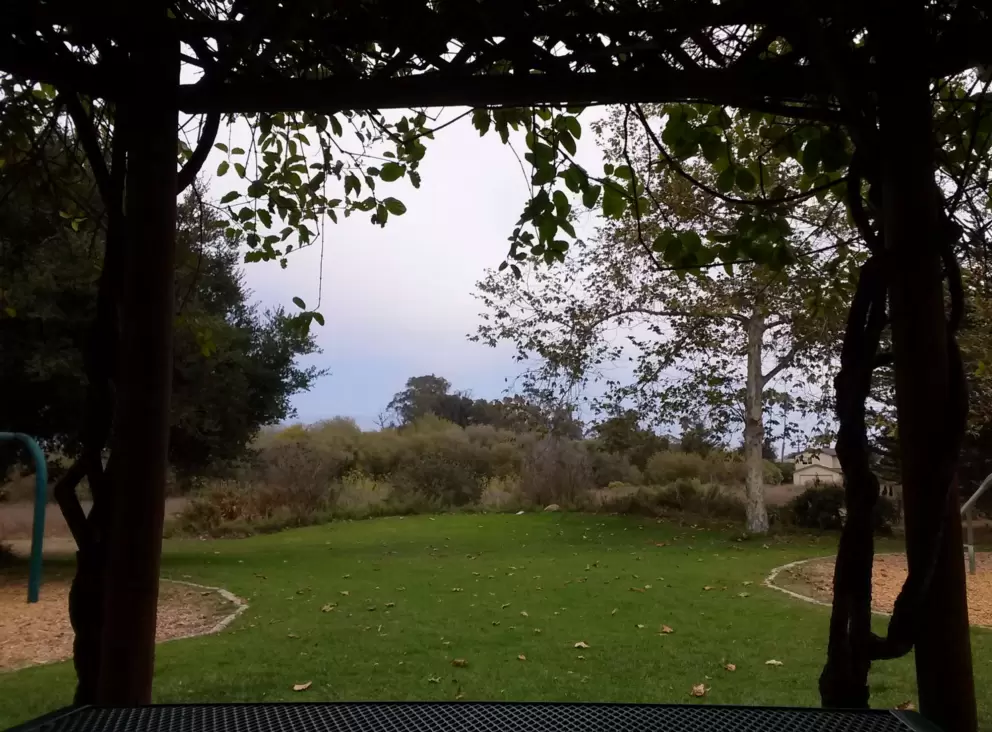 Looking through the vines from inside the gazebo.