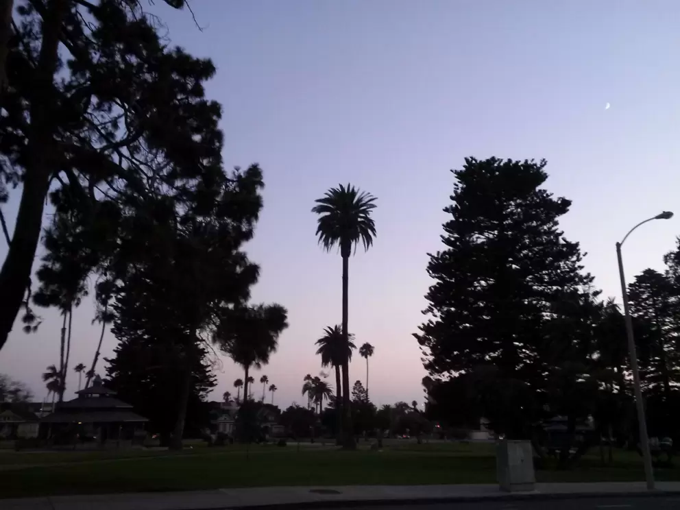 Silhouette of the amazing old trees at Plaza Park.