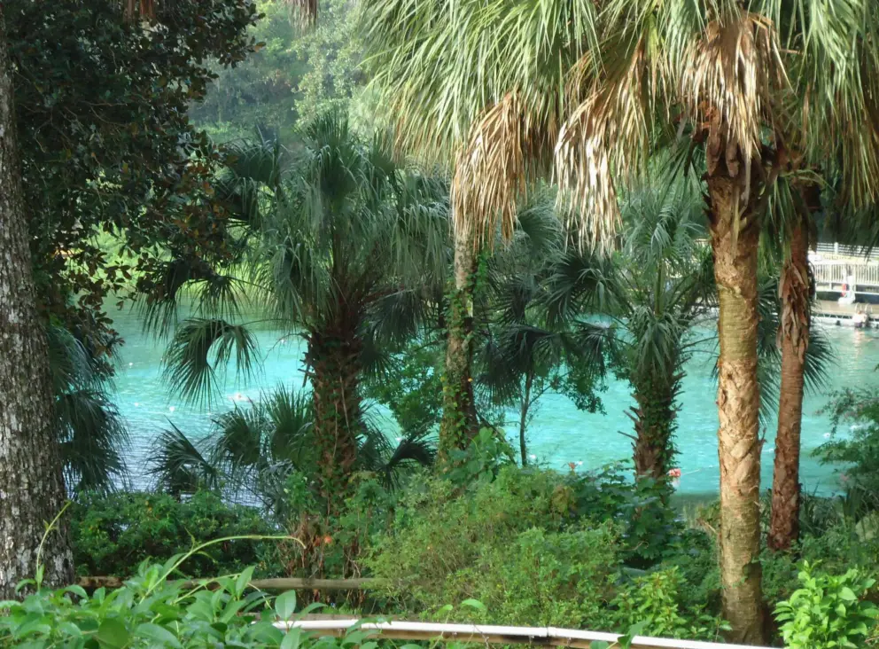 Looking through the trees at the blue-green water.