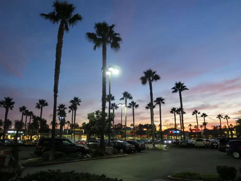 Dozens of palms silhouetted against the night sky!