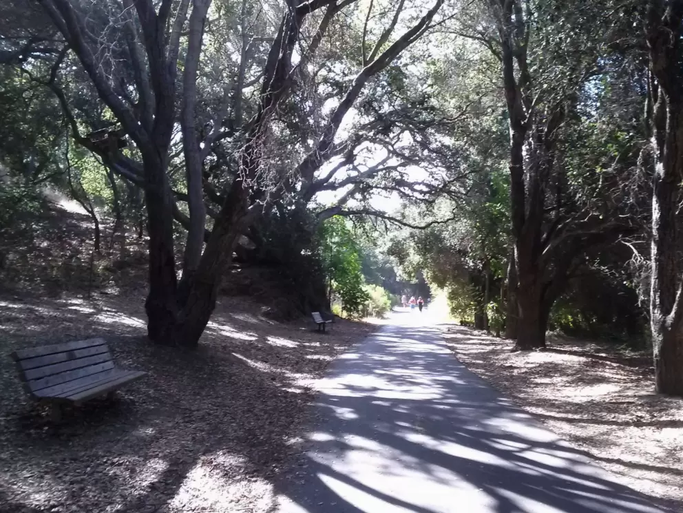 The trail leads through shady forest. 