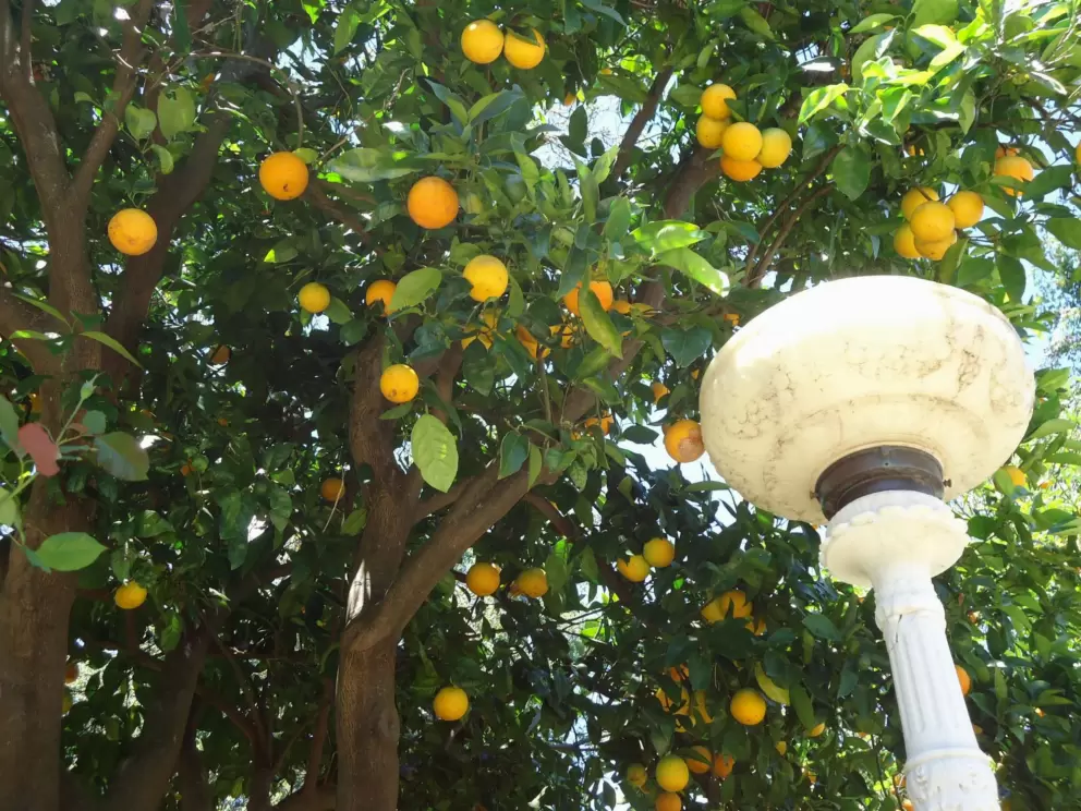 Orange trees are lovely!