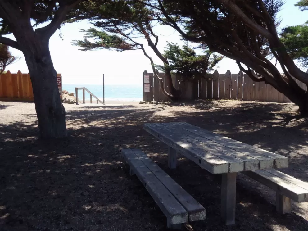 Picnic table in the shade of rugged cypress trees.