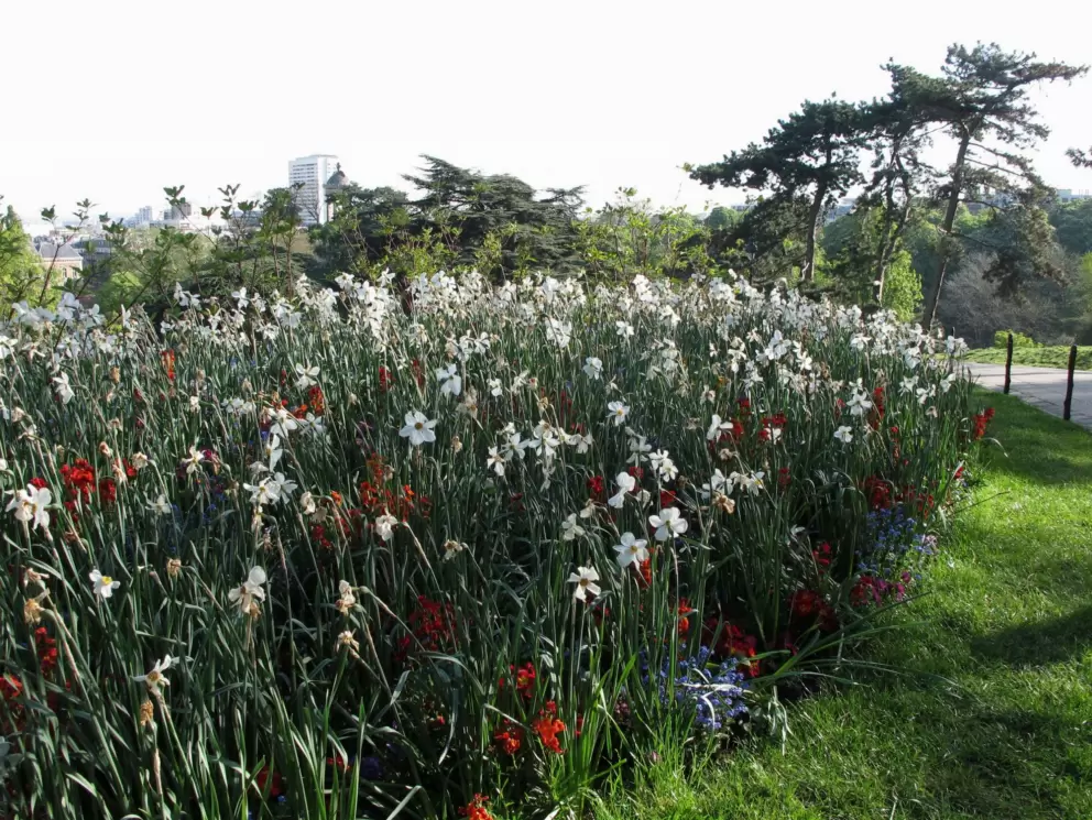 Daffodils and cypress trees.