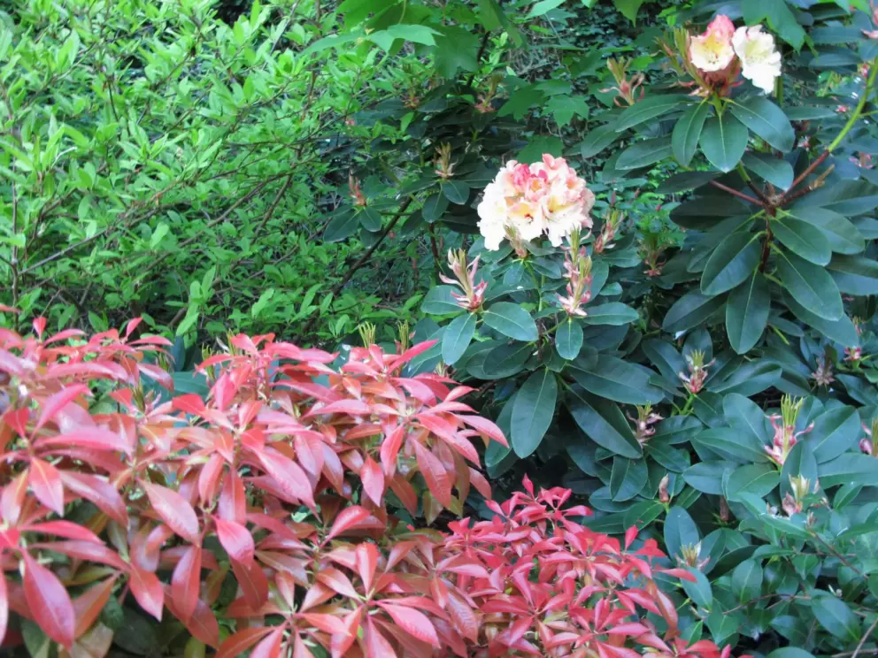 Red leafy plant and yellow and pink magnolia flowers.