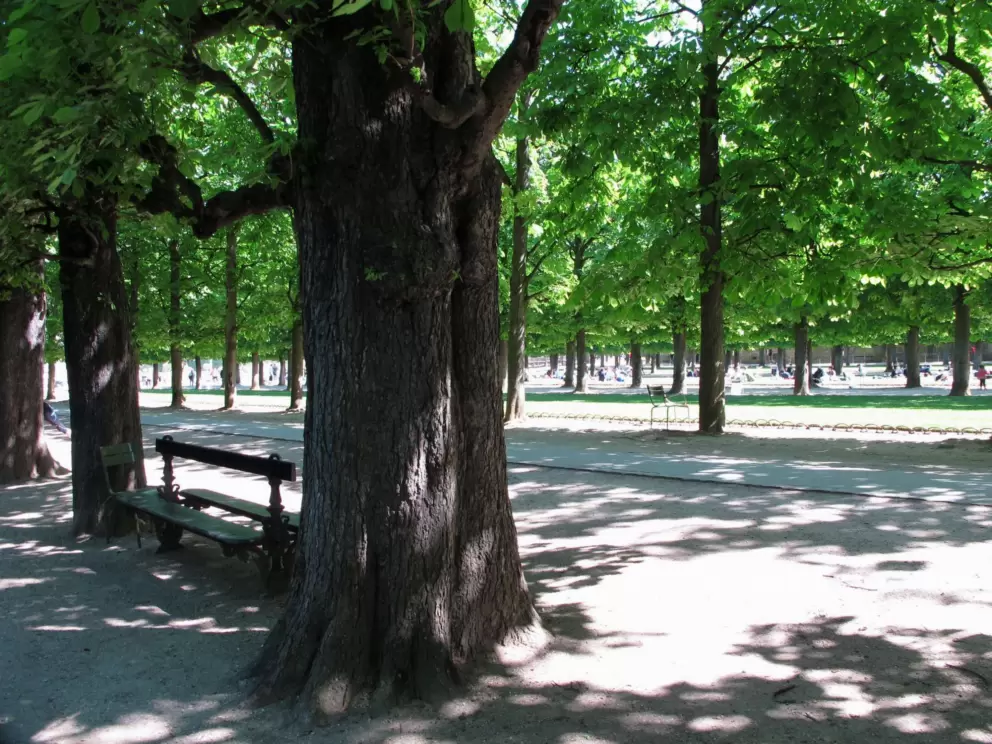 I love the rows of chestnut trees and benches!