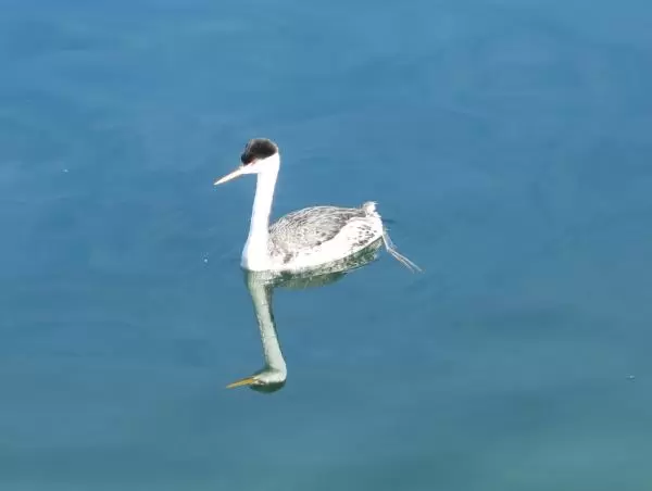 Pretty bird in the harbor.