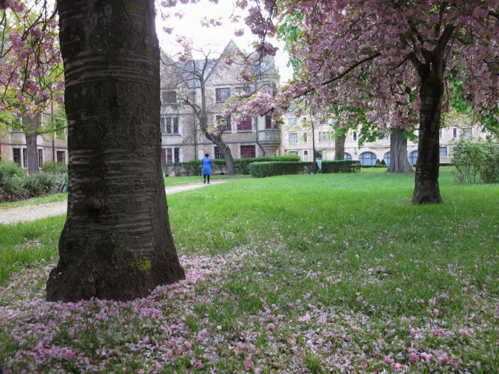 Plum tree blooms on the grass.