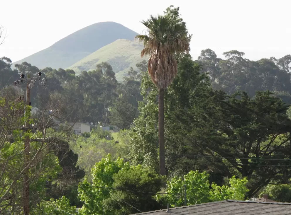 Cute mountains and California palm.