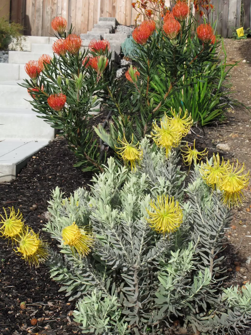 Lovely African flowers.