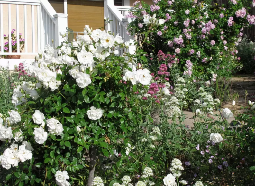 White roses in a front yard.