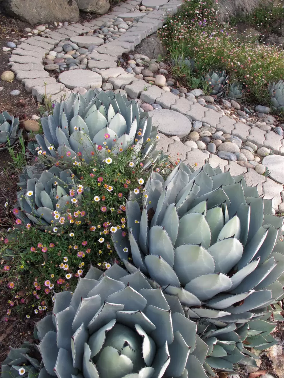 Desert landscaping, silvery hues.