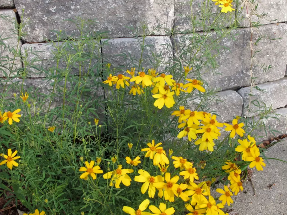Yellow daisies and a wall.