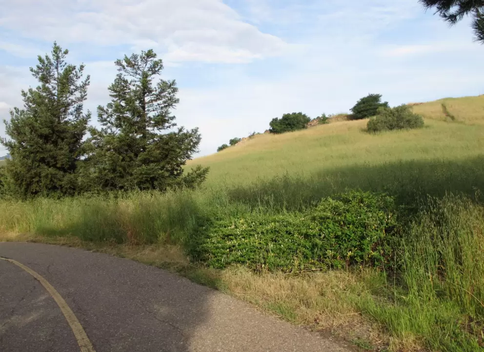 Hillside by the bike path.