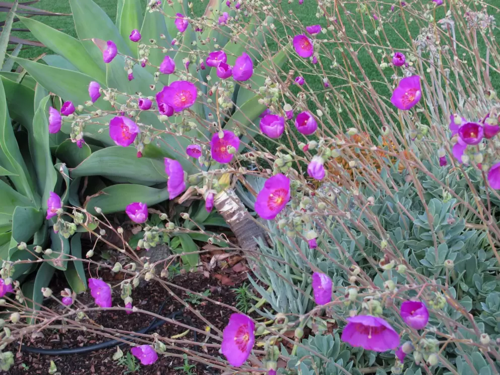 Magenta flowers bobbing in the breeze.