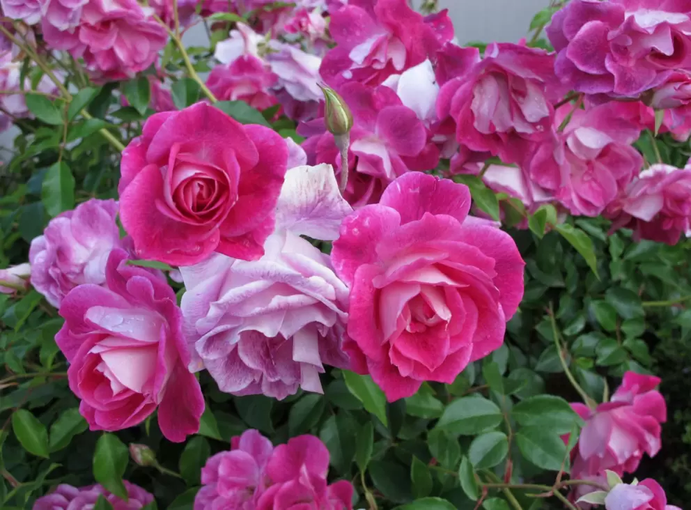 Pink roses in the neighborhood near the bike path.