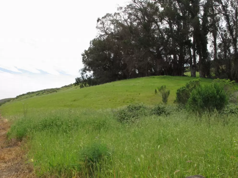 Green hillside.