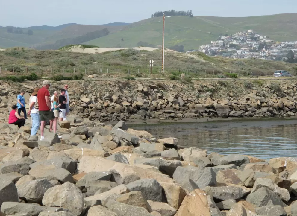 Visitors checking out the sea otters!
