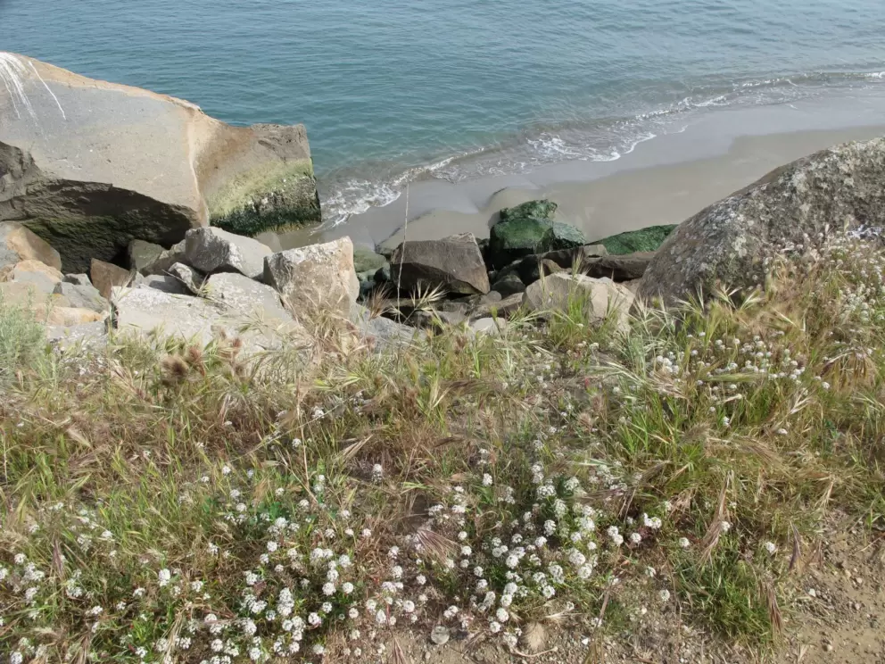 Flowers and little waves.