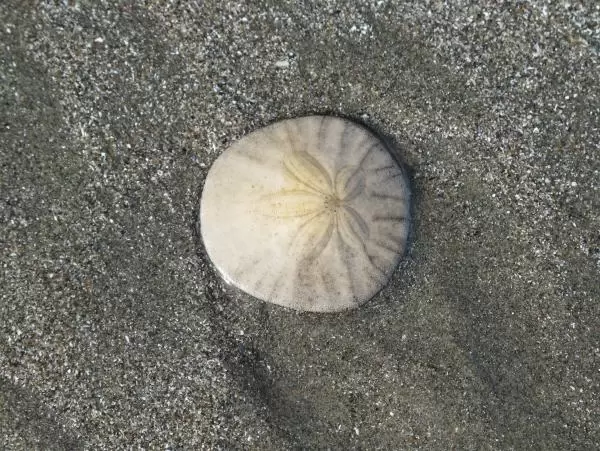 Sand dollar!