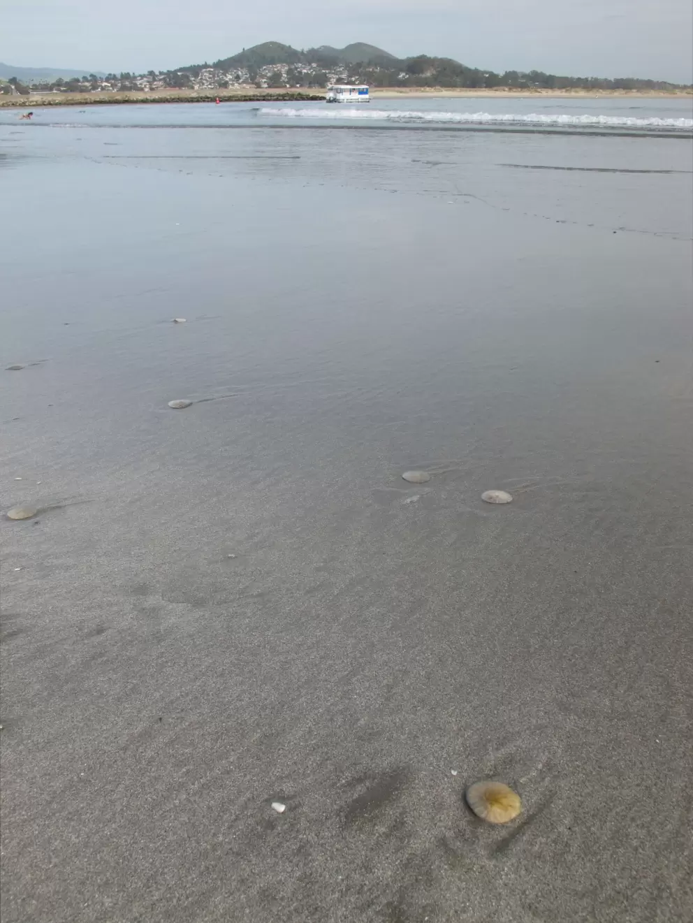 Sand dollars on the shore!