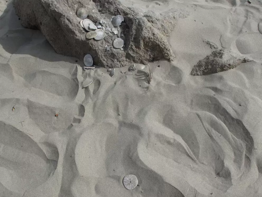 Bounty of sand dollars!