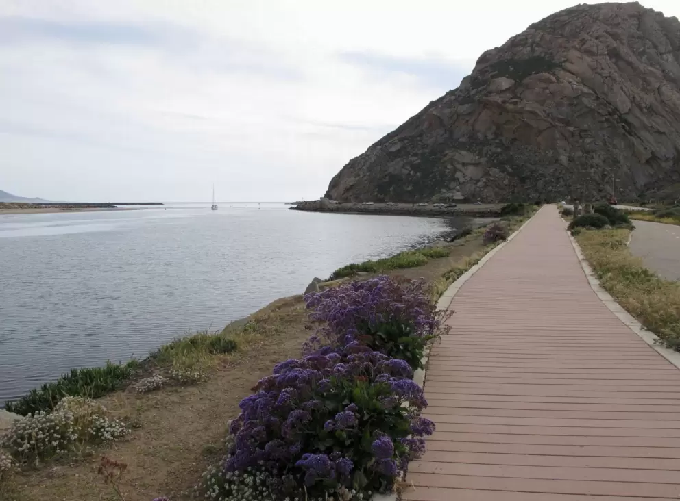 Purple flowers along the walking path.